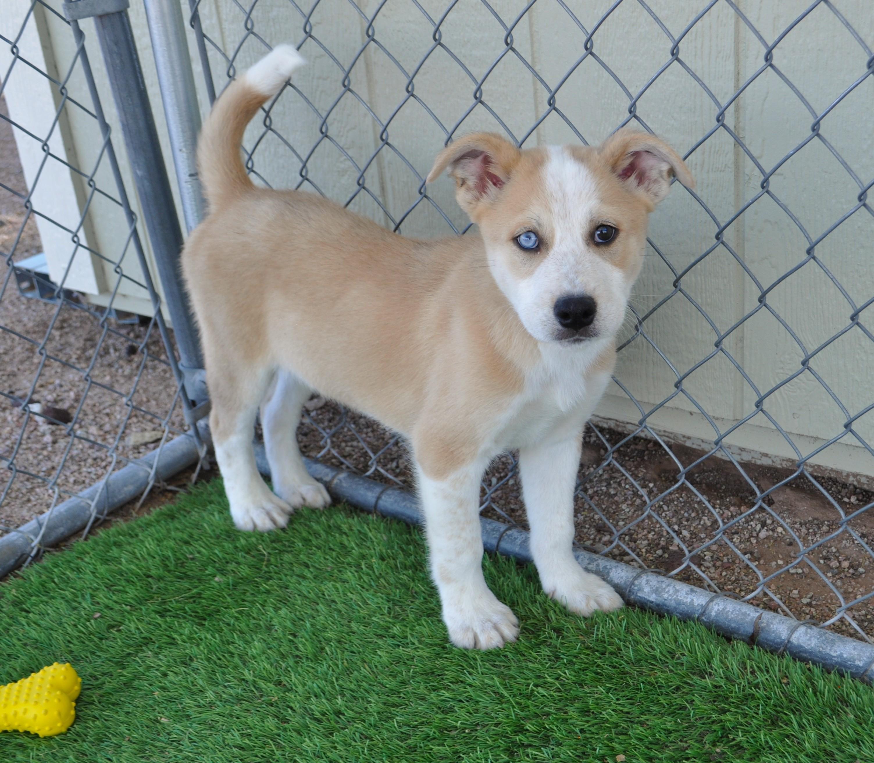 Grandview, a ADOPTABLE mixed breed in Apache Junction, AZ image 1/3