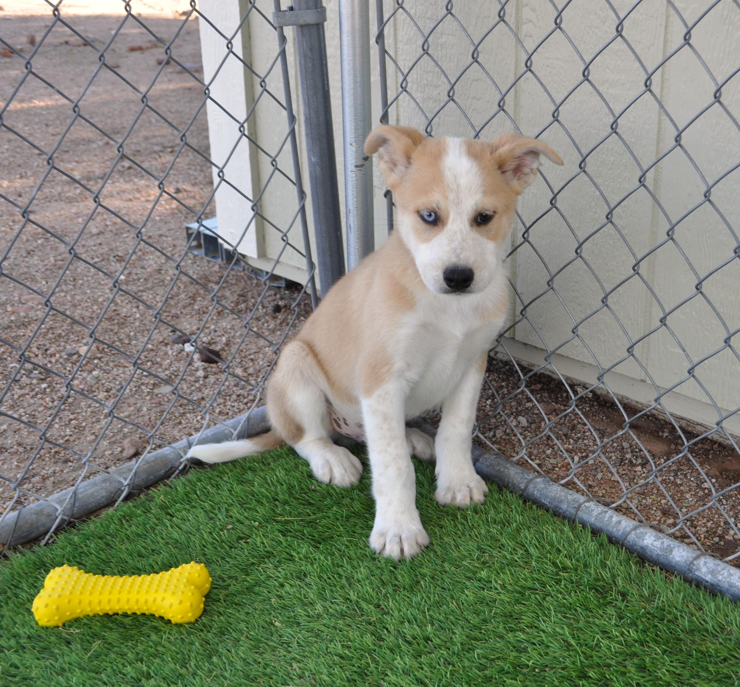Grandview, a ADOPTABLE mixed breed in Apache Junction, AZ image 2/3
