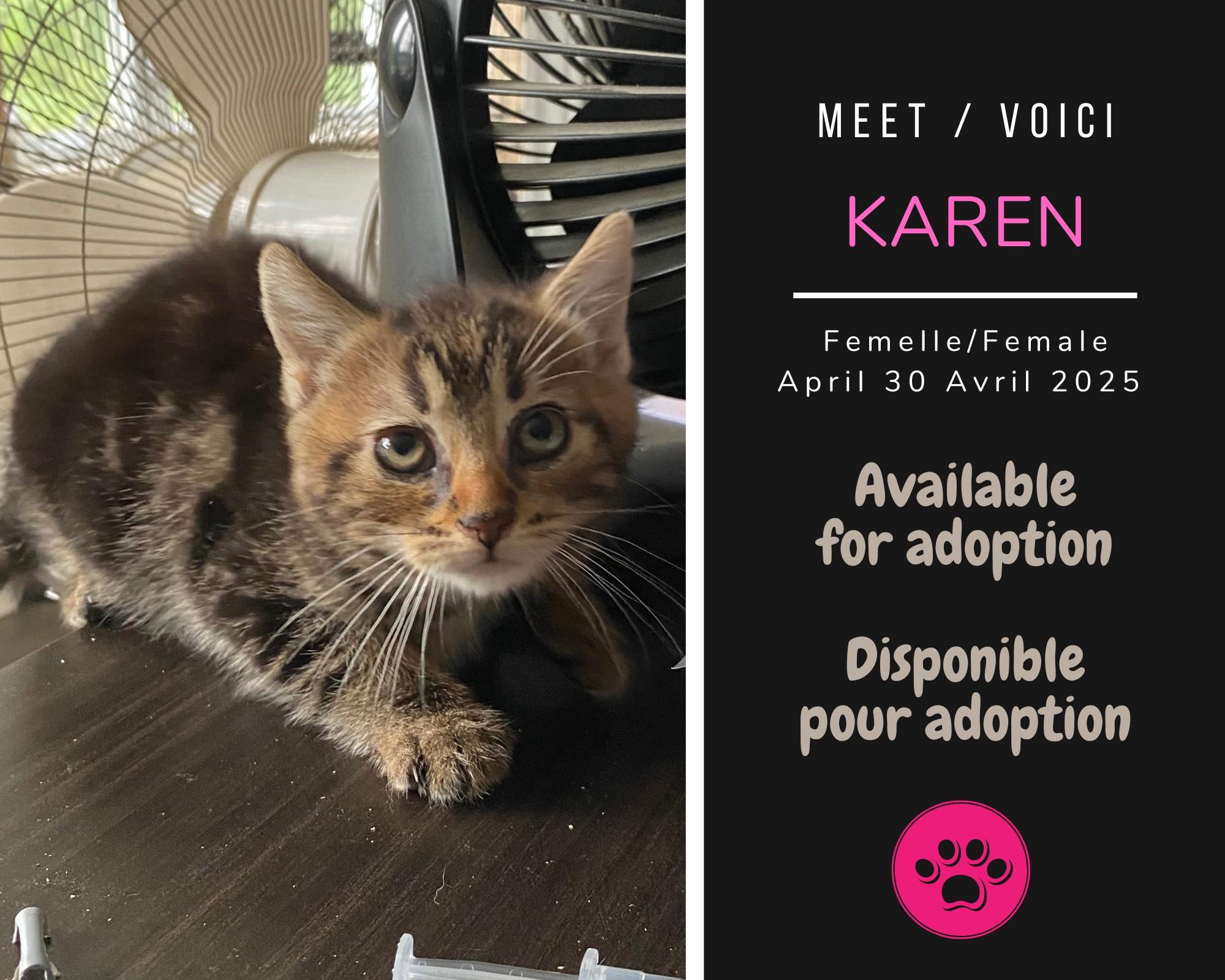Enlarge Karen, a Adoptable Domestic Short Hair in Dsl De Drummond, NB image 1/1