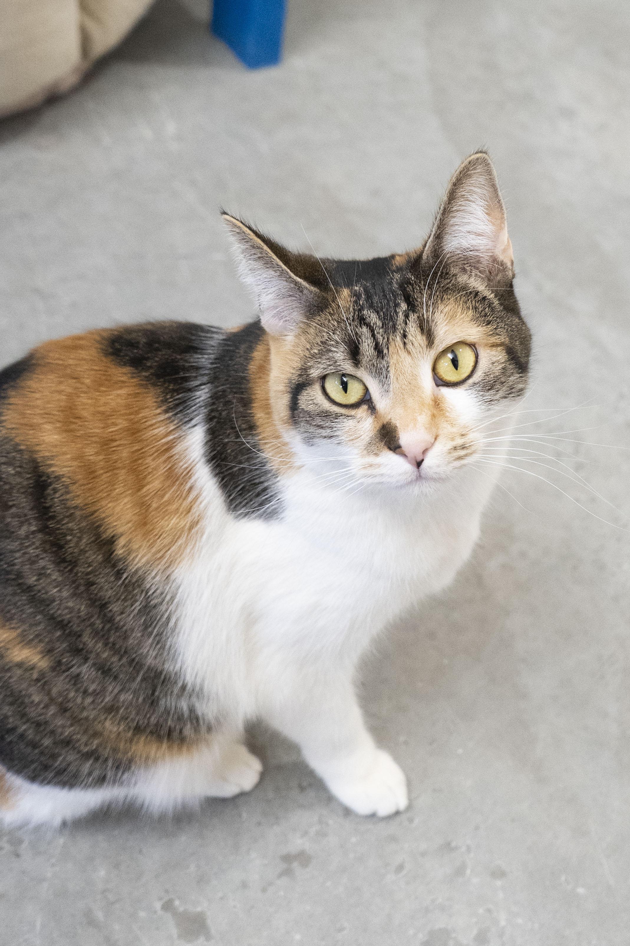 Sparkle, a ADOPTABLE Domestic Short Hair in Boise, ID image 1/3