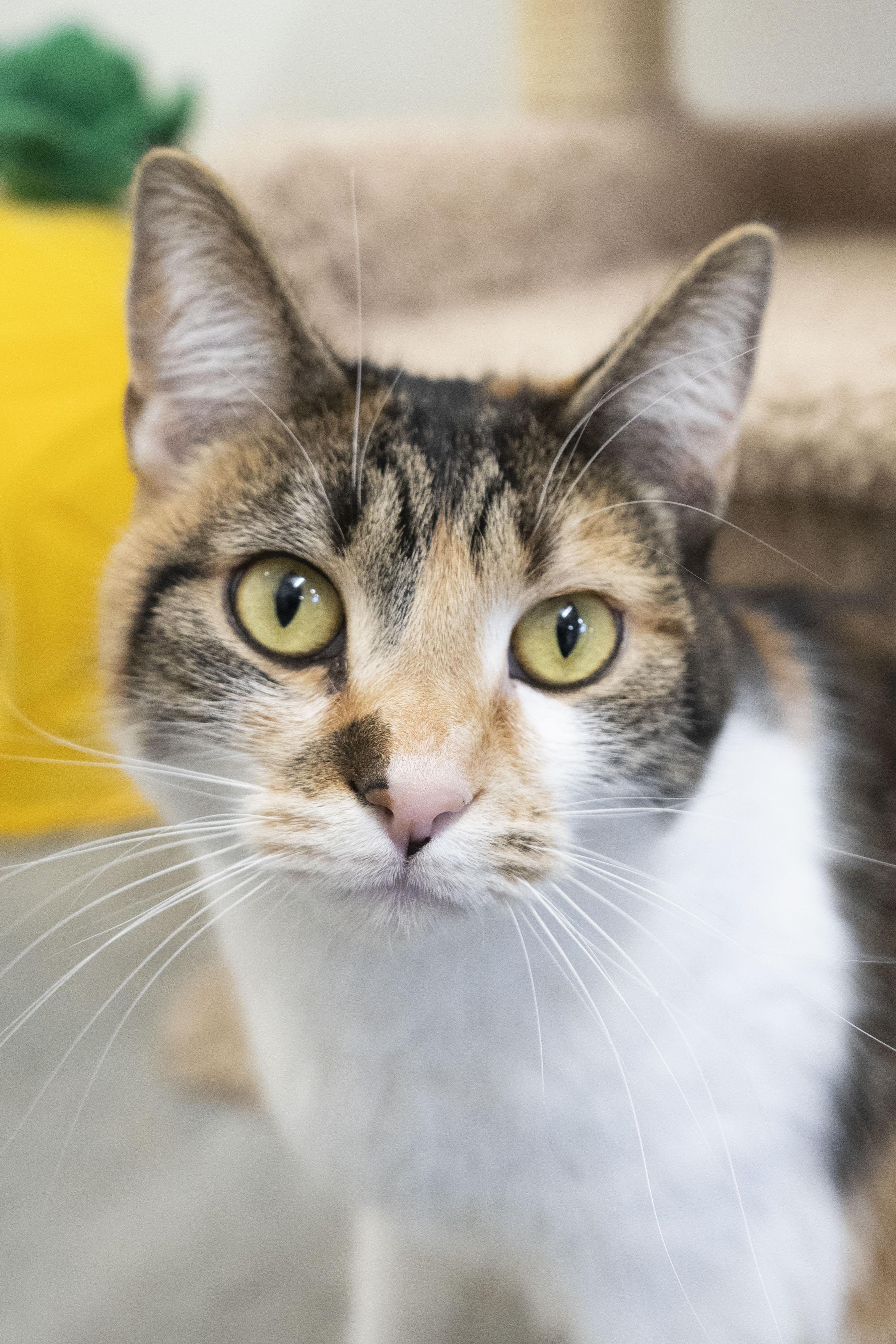 Sparkle, a ADOPTABLE Domestic Short Hair in Boise, ID image 2/3