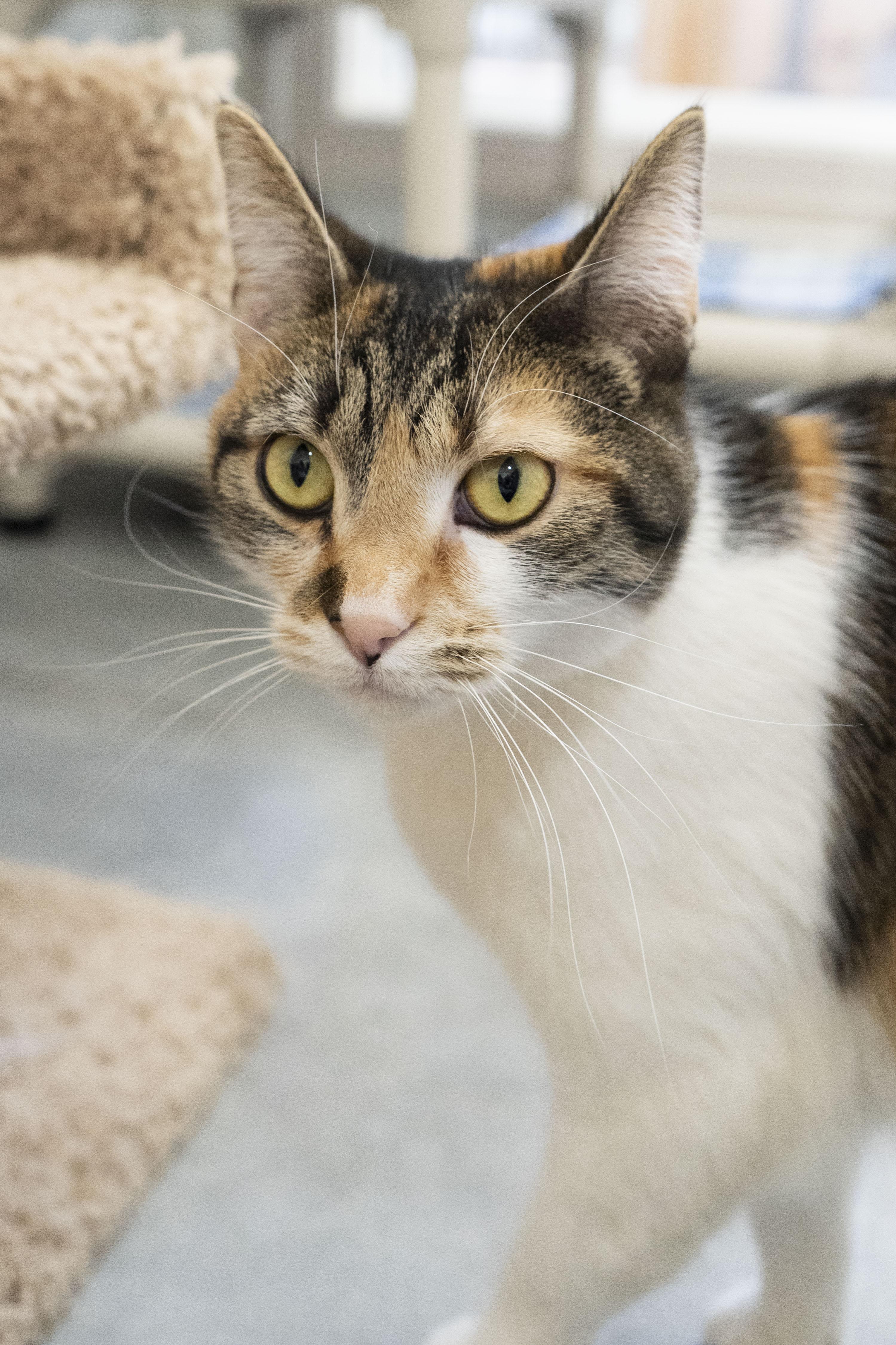 Sparkle, a ADOPTABLE Domestic Short Hair in Boise, ID image 3/3