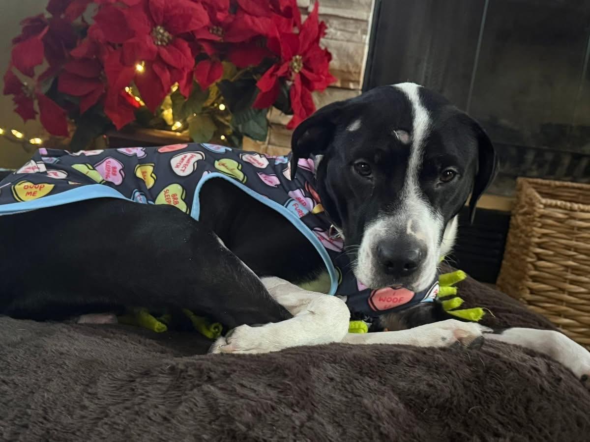 Enlarge Courage, a ADOPTABLE mixed breed in Grafton, OH image 5/6