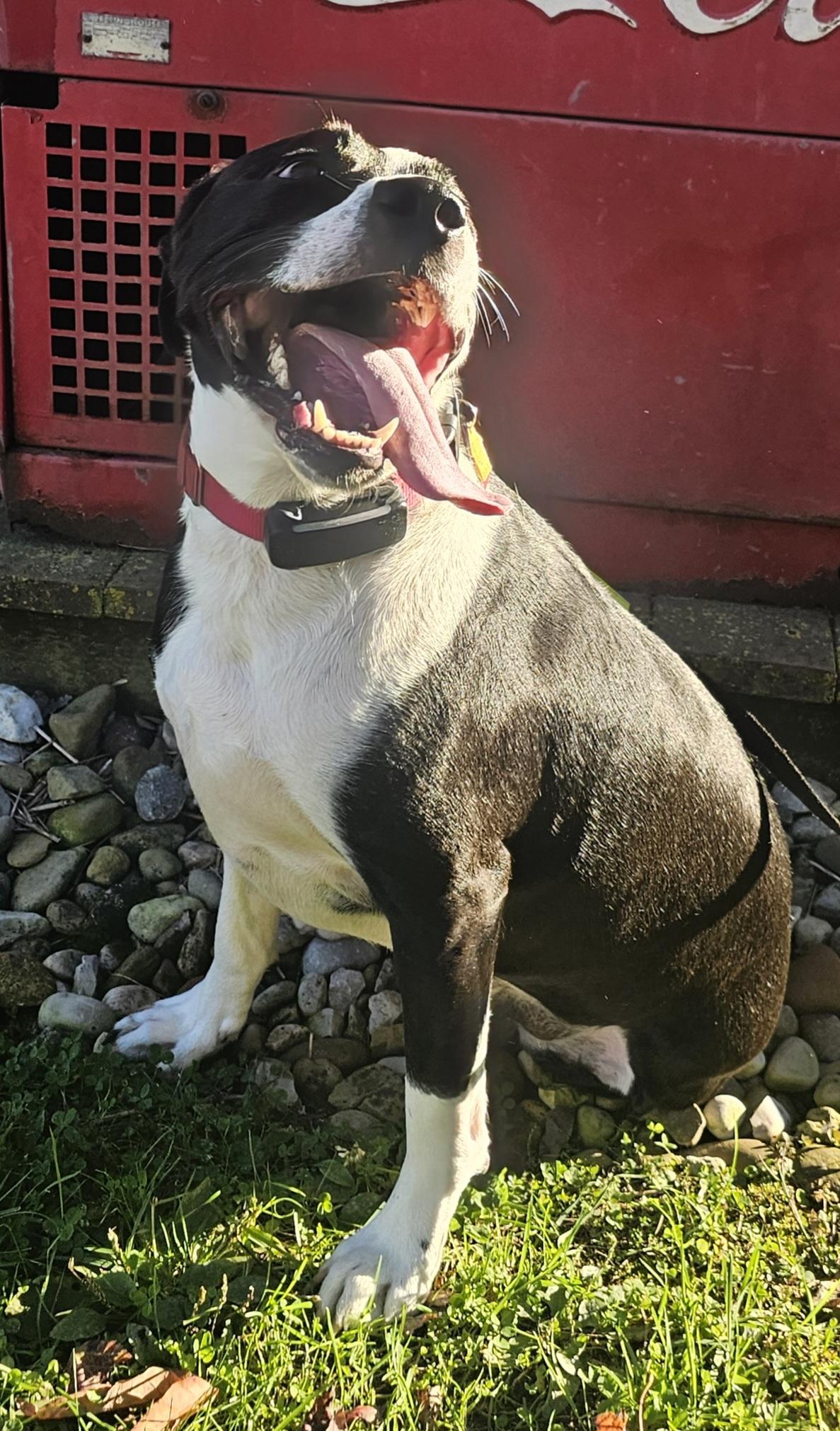 Enlarge Courage, a Adoptable mixed breed in Grafton, OH image 6/6