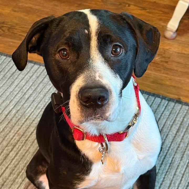 Courage, ADOPTABLE, Young Male American Staffordshire Terrier & Fox Terrier.
