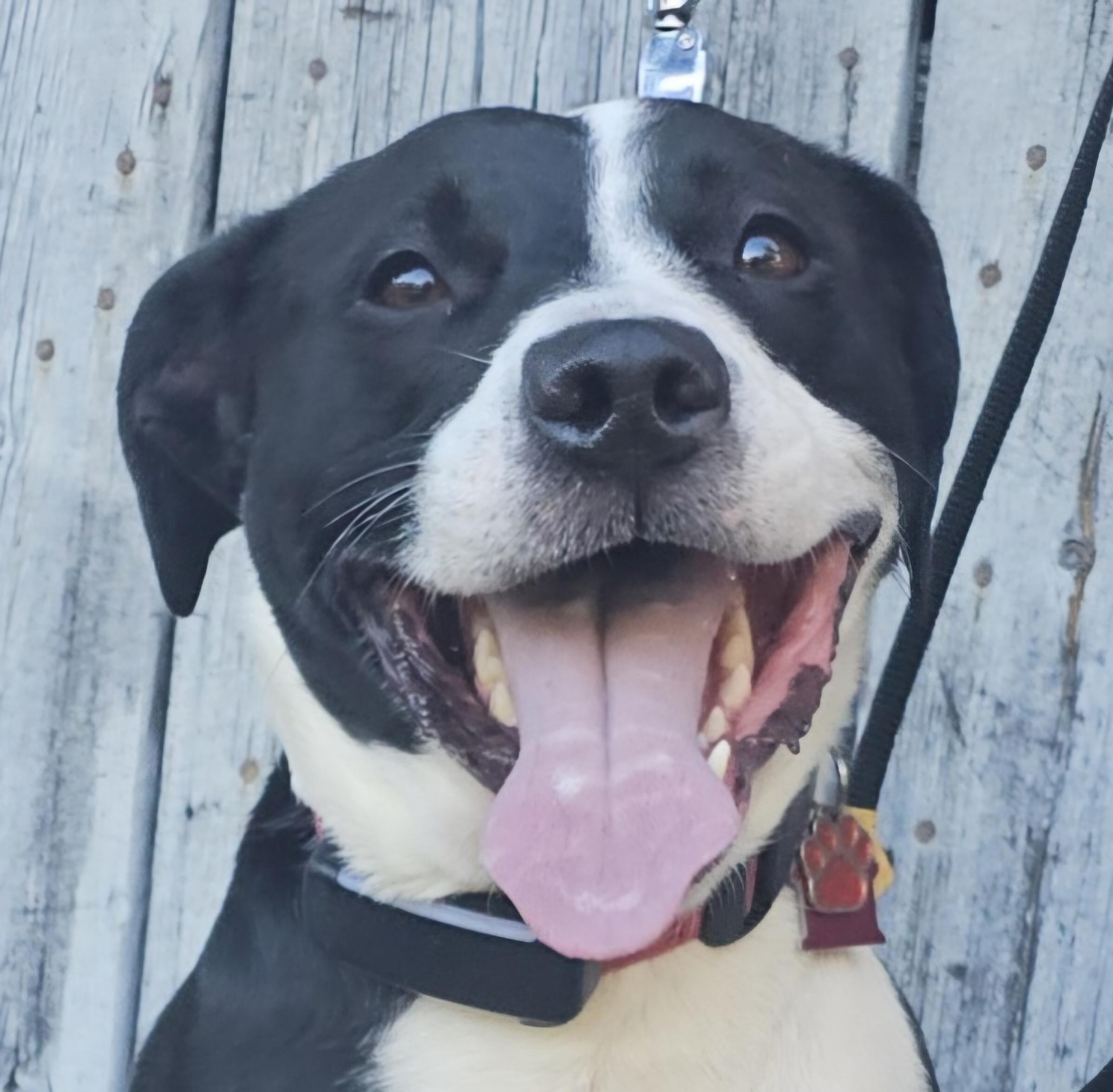 Enlarge Courage, a Adoptable mixed breed in Grafton, OH image 1/6