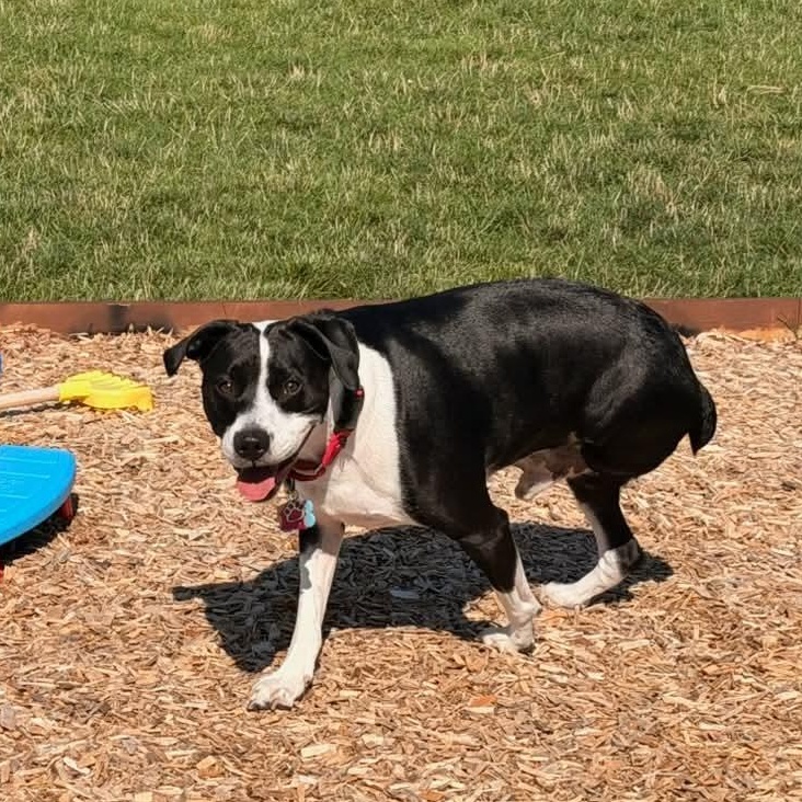 Enlarge Courage, a ADOPTABLE mixed breed in Grafton, OH image 6/6
