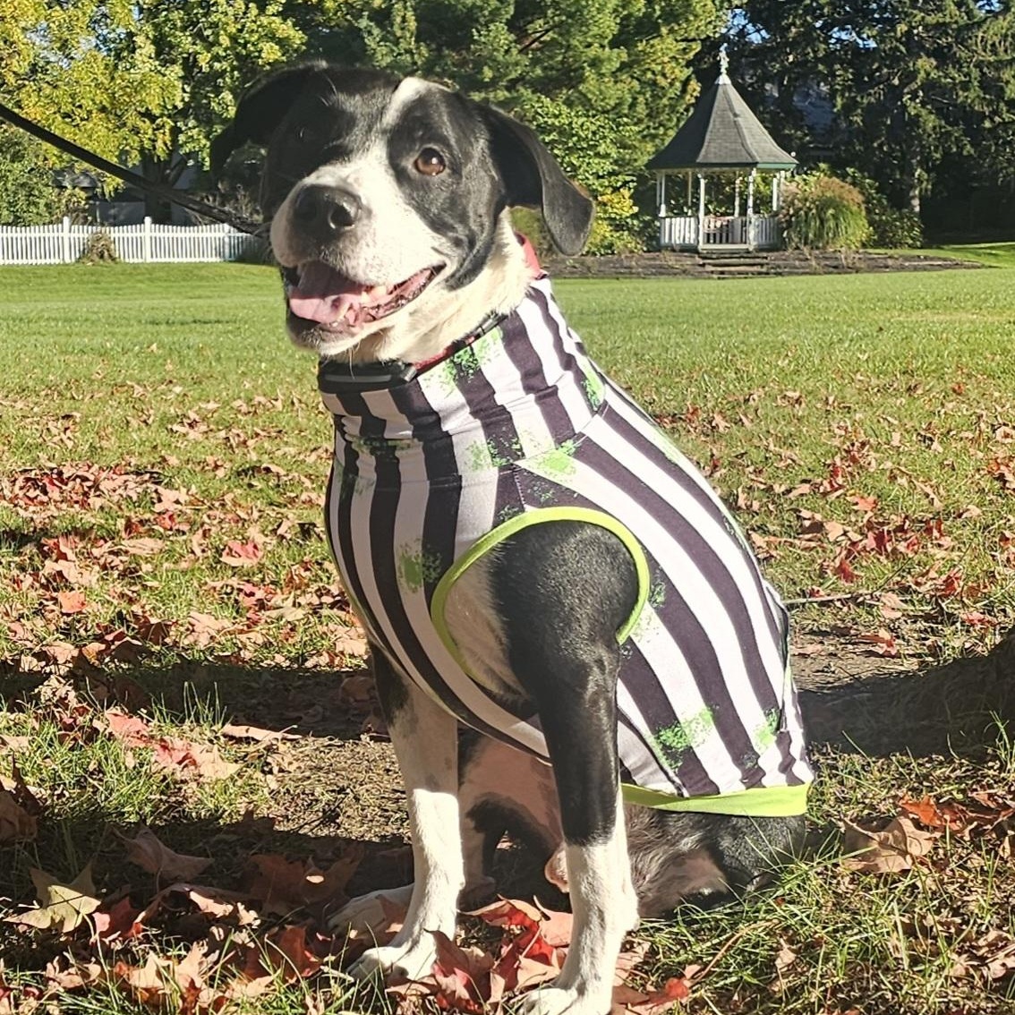 Enlarge Courage, a Adoptable mixed breed in Grafton, OH image 3/6