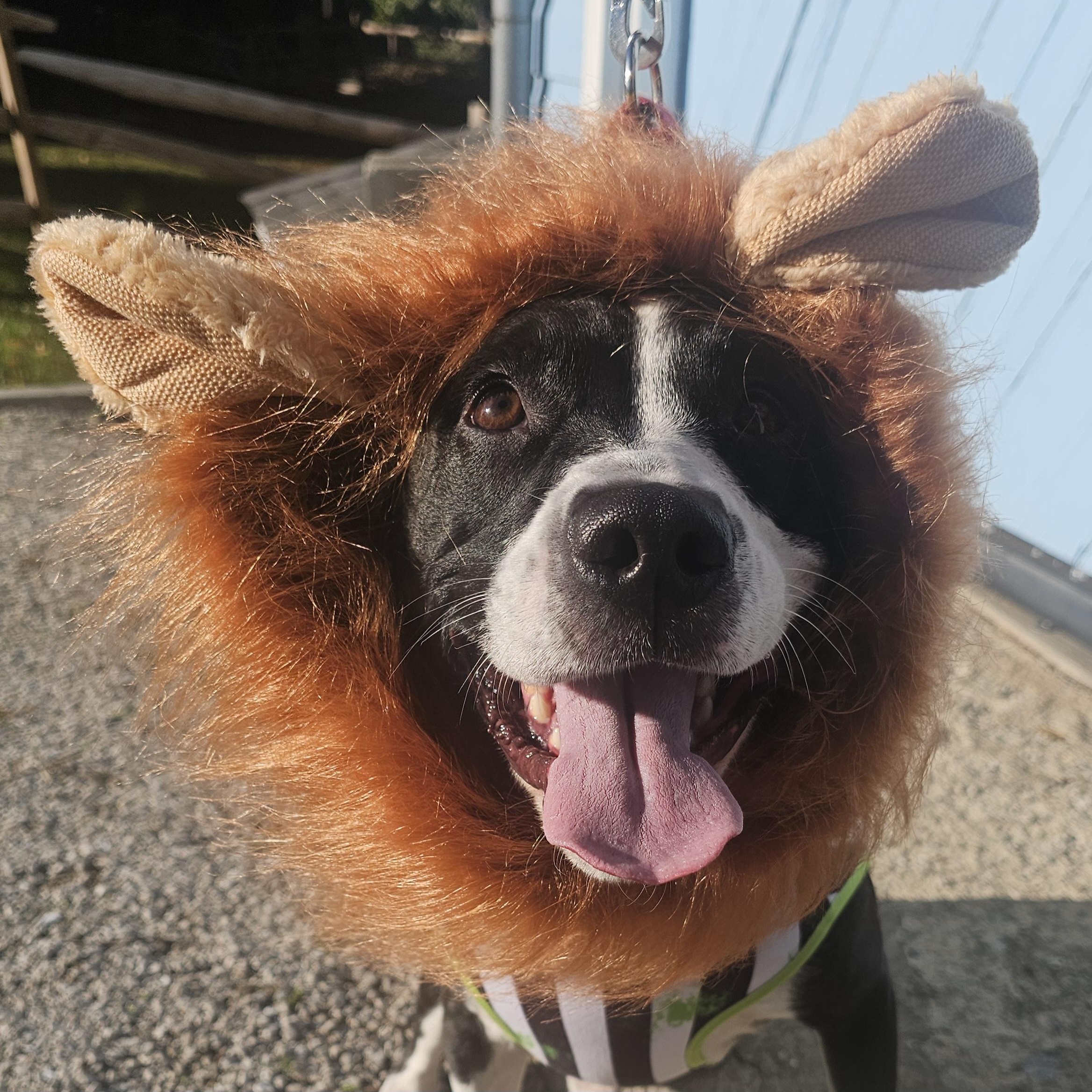 Enlarge Courage, a Adoptable mixed breed in Grafton, OH image 4/6