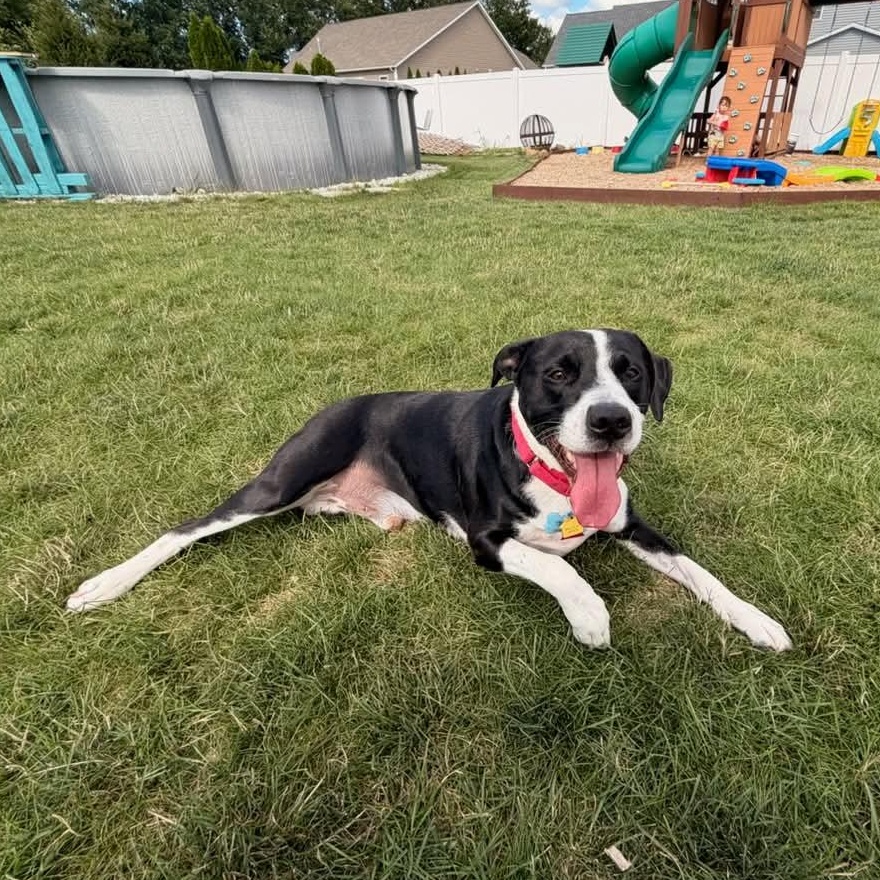 Enlarge Courage, a ADOPTABLE mixed breed in Grafton, OH image 2/6