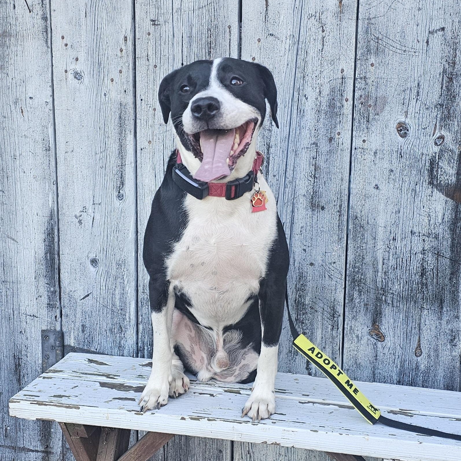 Enlarge Courage, a Adoptable mixed breed in Grafton, OH image 5/6