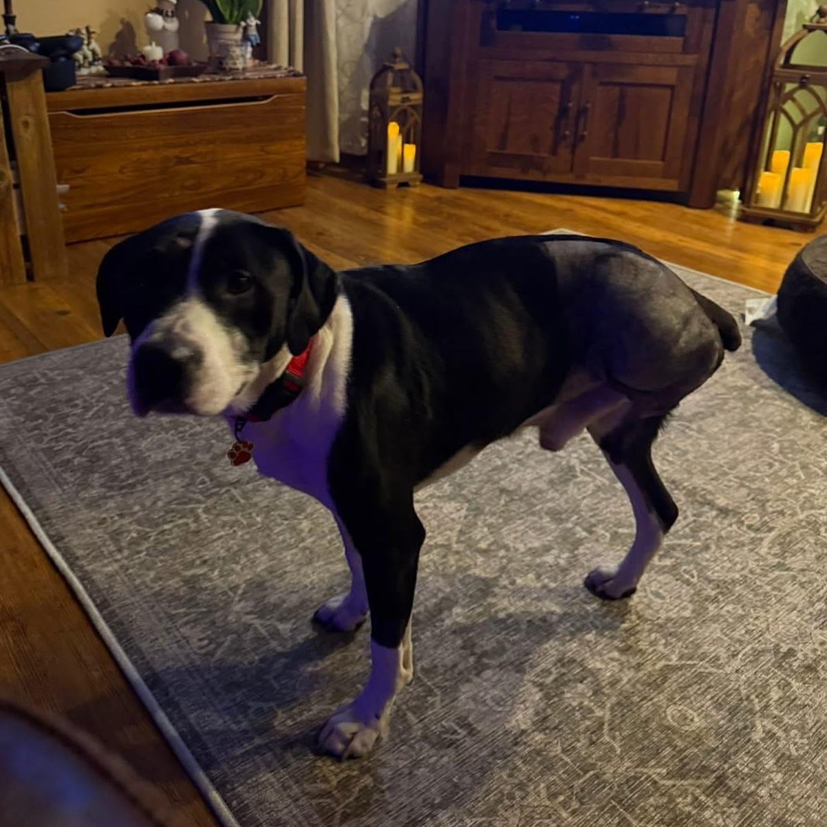 Enlarge Courage, a ADOPTABLE mixed breed in Grafton, OH image 3/6