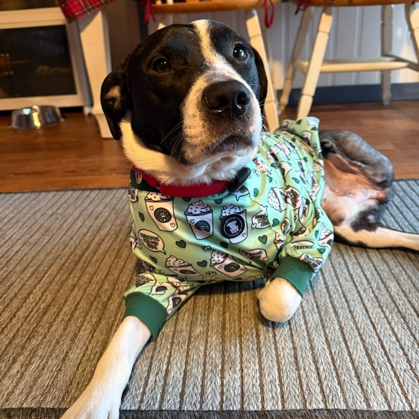 Enlarge Courage, a ADOPTABLE mixed breed in Grafton, OH image 4/6