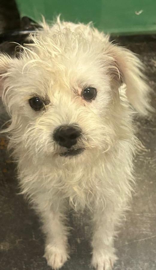 Max, Adoptable, Adult Male Wirehaired Terrier.
