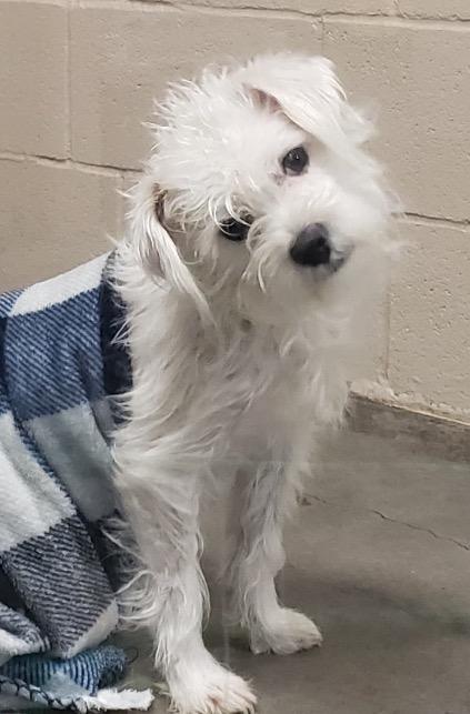 Enlarge Max, a Adoptable mixed breed in Midland, TX image 2/2