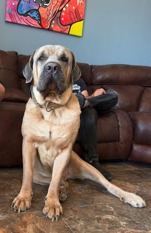 Enzo, Adoptable, Young Male Cane Corso.