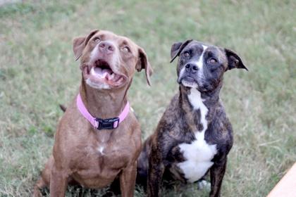 Bailey — thumbnail 2