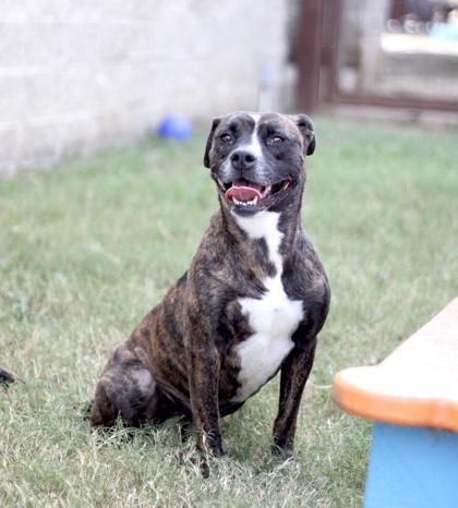 Bailey — thumbnail 3