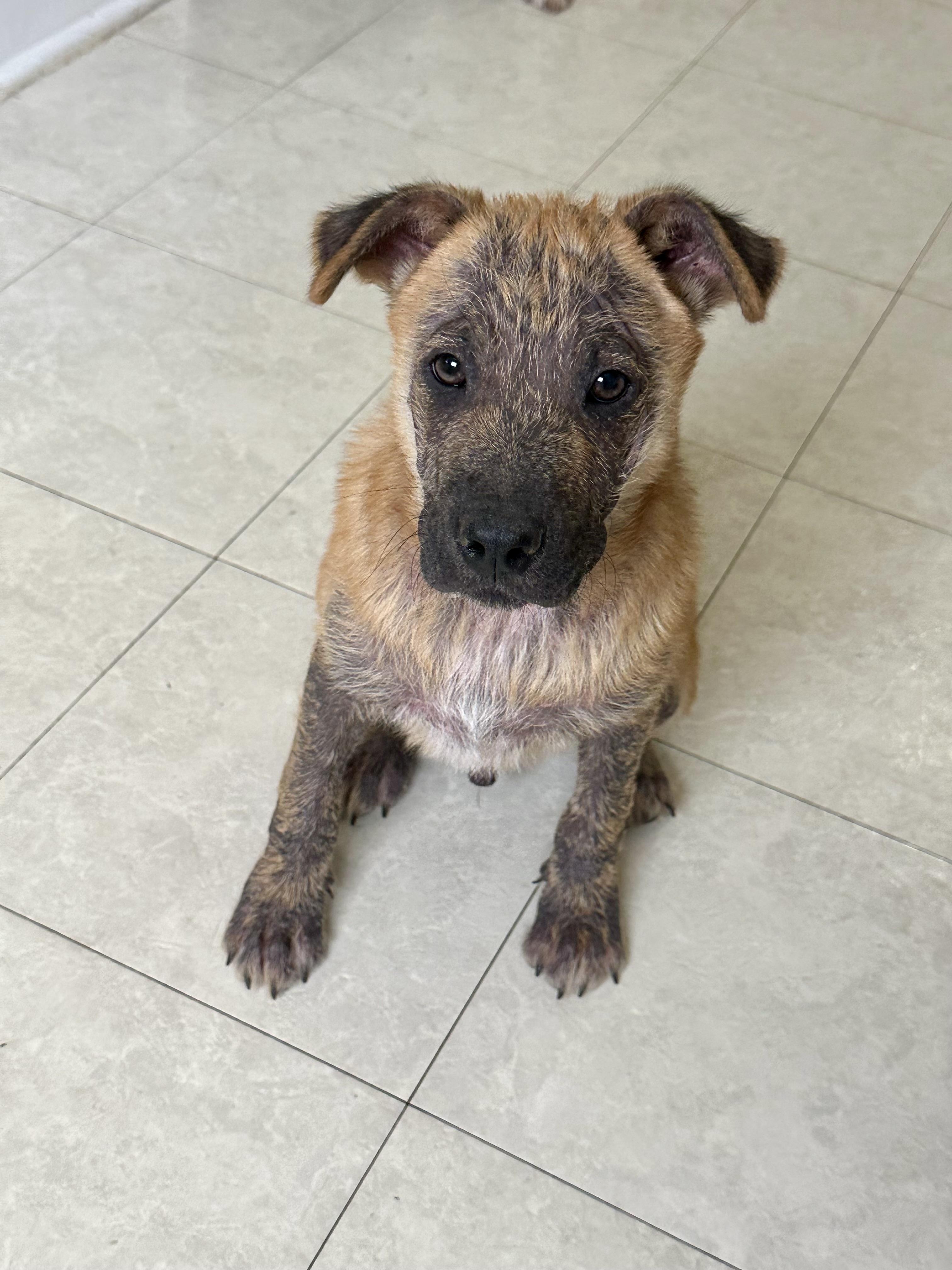 Osito, Baby Male Bluetick Coonhound