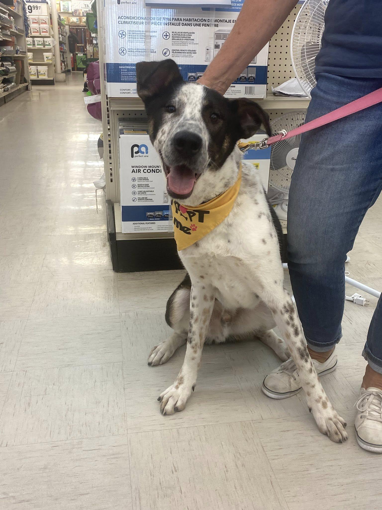 Huey, an adoptable Coonhound, Australian Cattle Dog / Blue Heeler in Pocatello, ID, 83201 | Photo Image 2