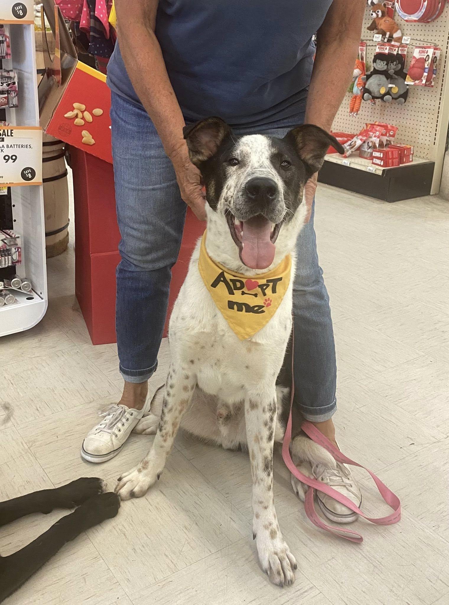 Huey, an adoptable Coonhound, Australian Cattle Dog / Blue Heeler in Pocatello, ID, 83201 | Photo Image 1