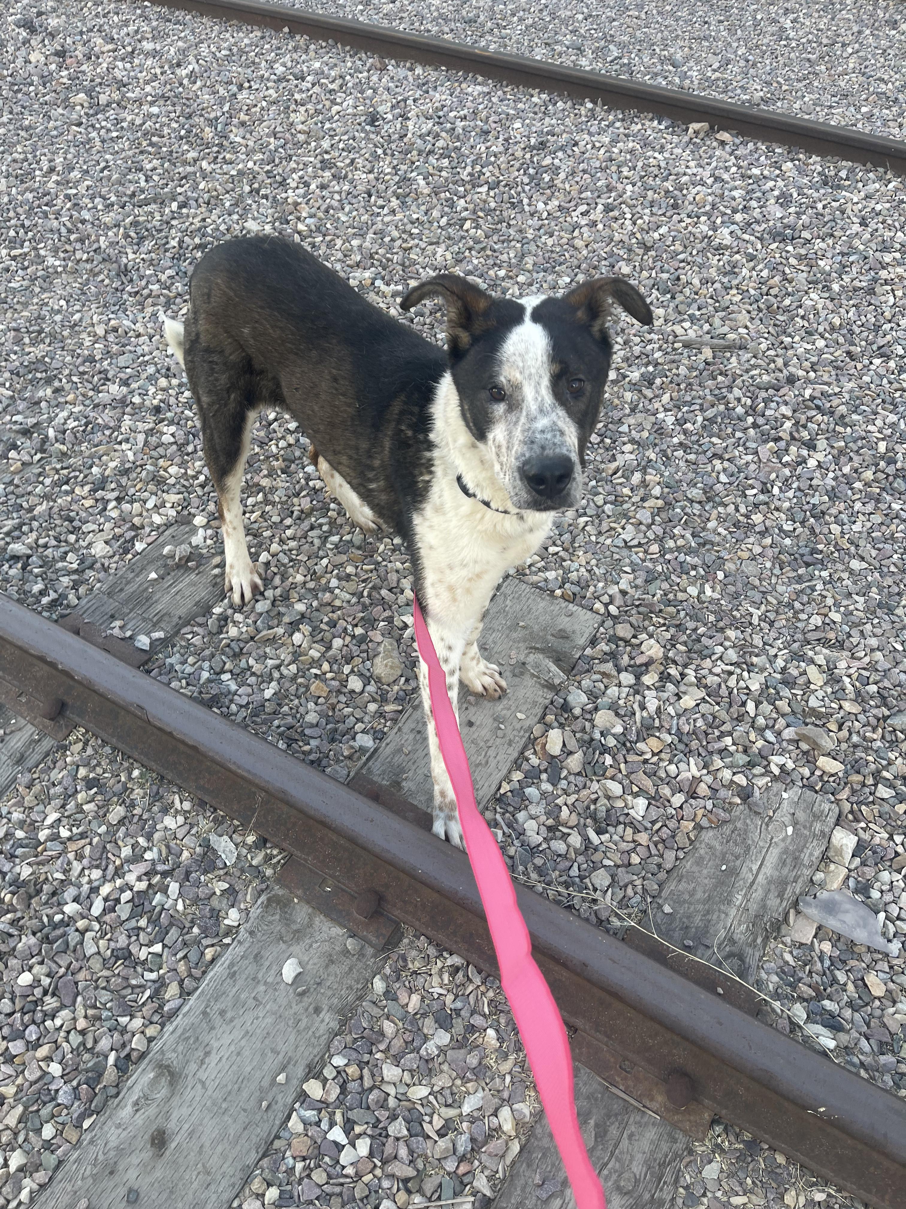 Huey, an adoptable Coonhound, Australian Cattle Dog / Blue Heeler in Pocatello, ID, 83201 | Photo Image 6