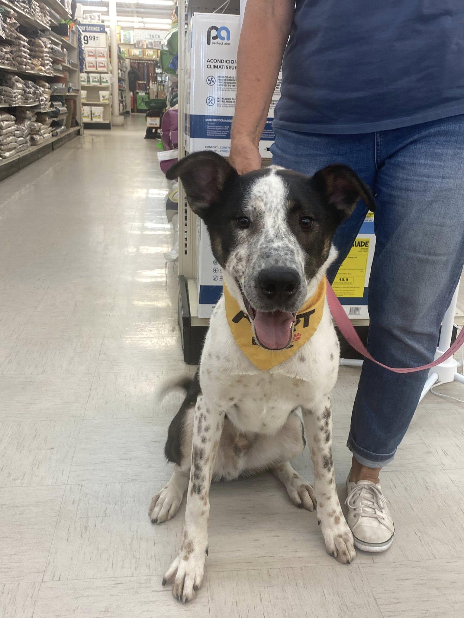 Huey, an adoptable Coonhound, Australian Cattle Dog / Blue Heeler in Pocatello, ID, 83201 | Photo Image 3