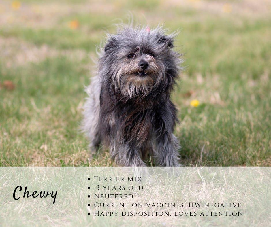 Enlarge Chewy, a ADOPTABLE mixed breed in Junction City, KS image 1/1