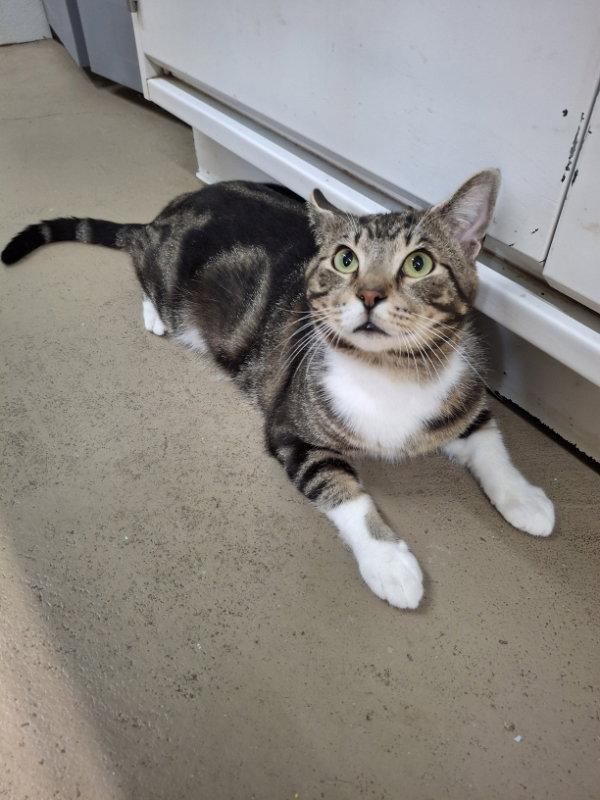 Albert, Adoptable, Young Male Domestic Short Hair.