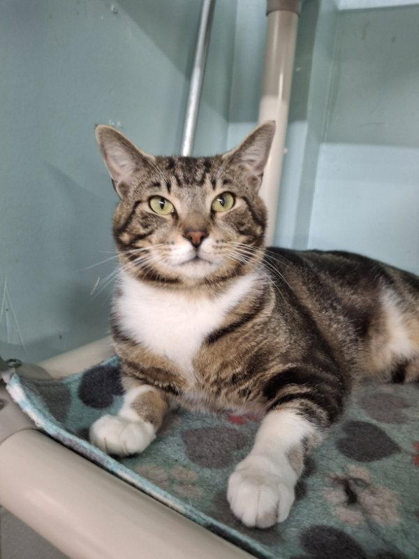 Albert, a Adoptable Domestic Short Hair in Gonic, NH image 2/3