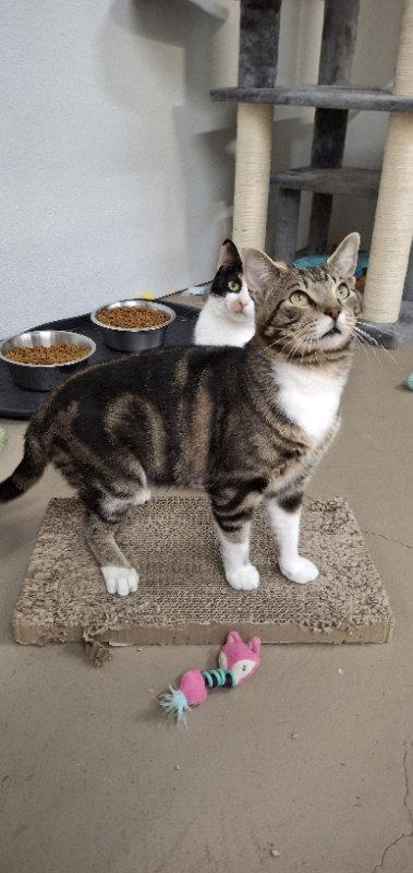 Albert, a Adoptable Domestic Short Hair in Gonic, NH image 3/3