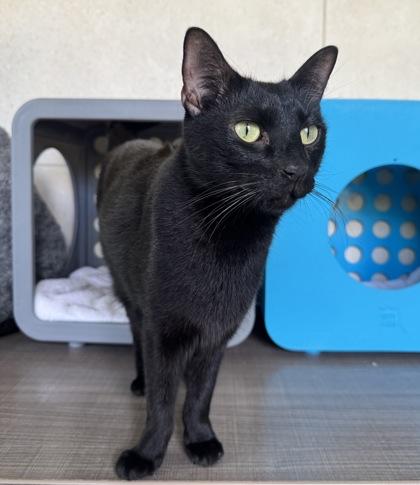 Milo, Adoptable, Senior Male Domestic Short Hair & Domestic Short Hair.