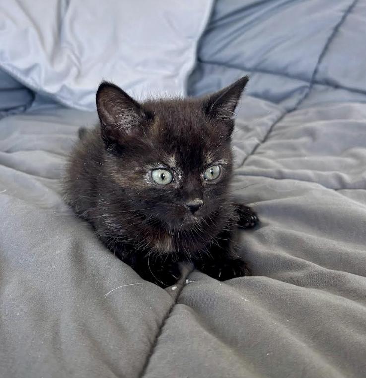 Enlarge Mochi, an adopted mixed breed in Jersey City, NJ image 2/2