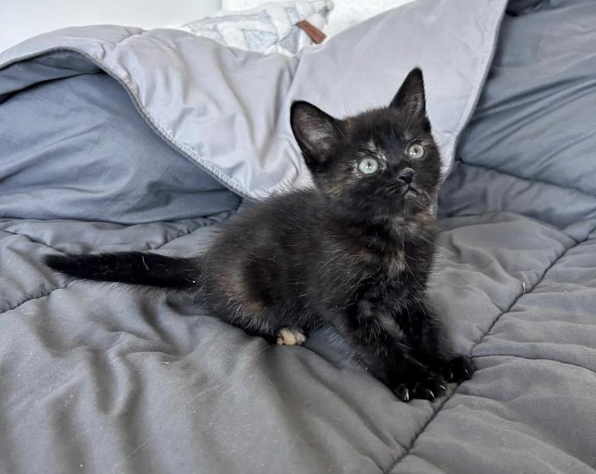 Mochi, adopted, Kitten Female Domestic Short Hair & Tortoiseshell.