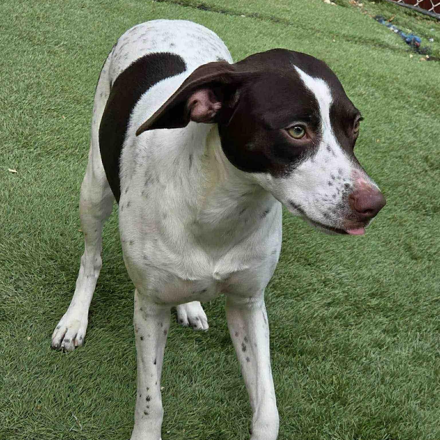 Enlarge Gillian, an adoptable mixed breed in Washington, PA image 2/5