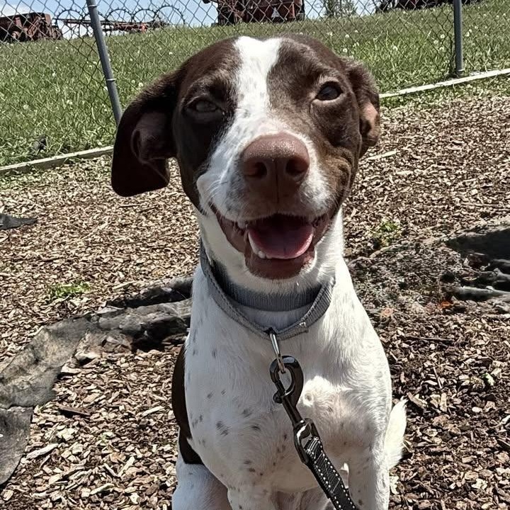 Gillian, adoptable, Young Female German Shorthaired Pointer & Italian Greyhound.