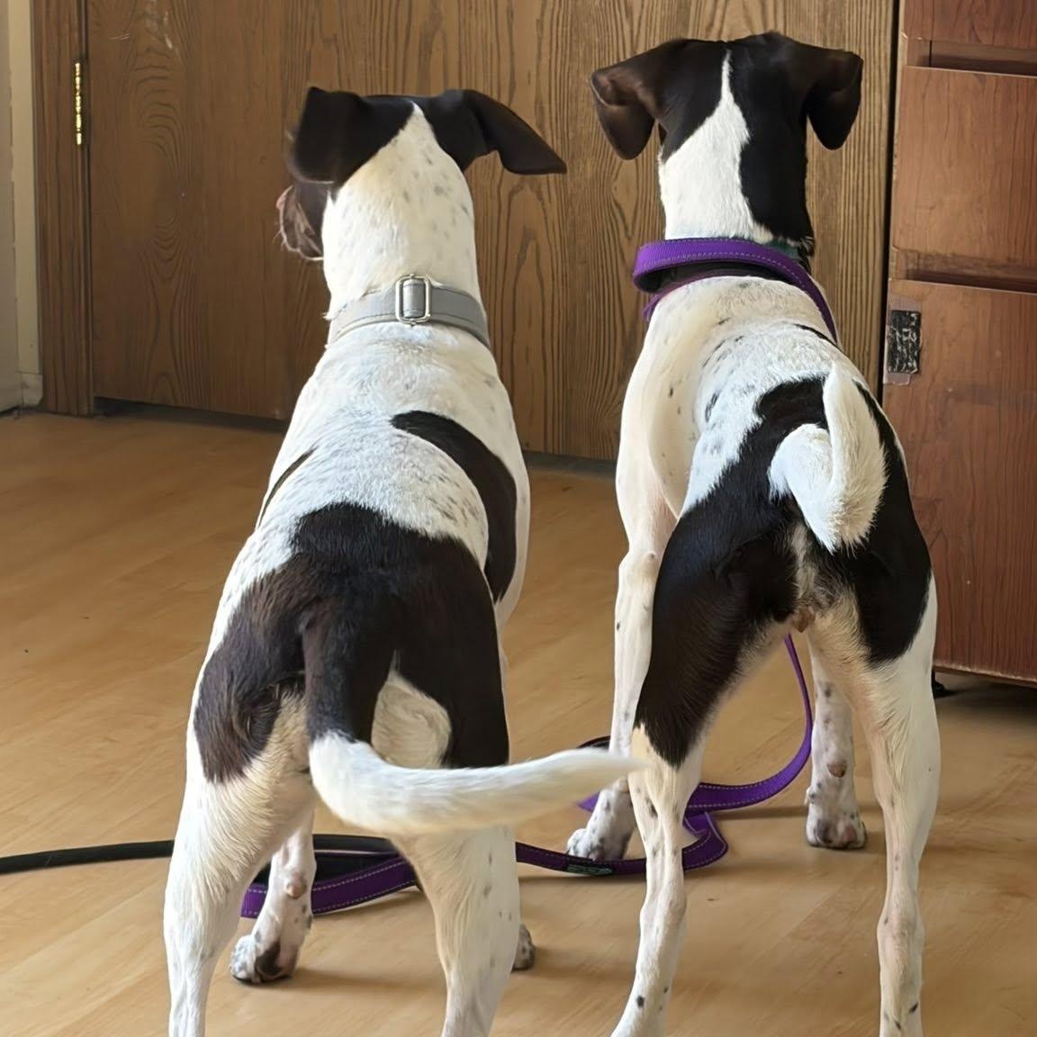 Enlarge Gillian, an adoptable mixed breed in Washington, PA image 6/6
