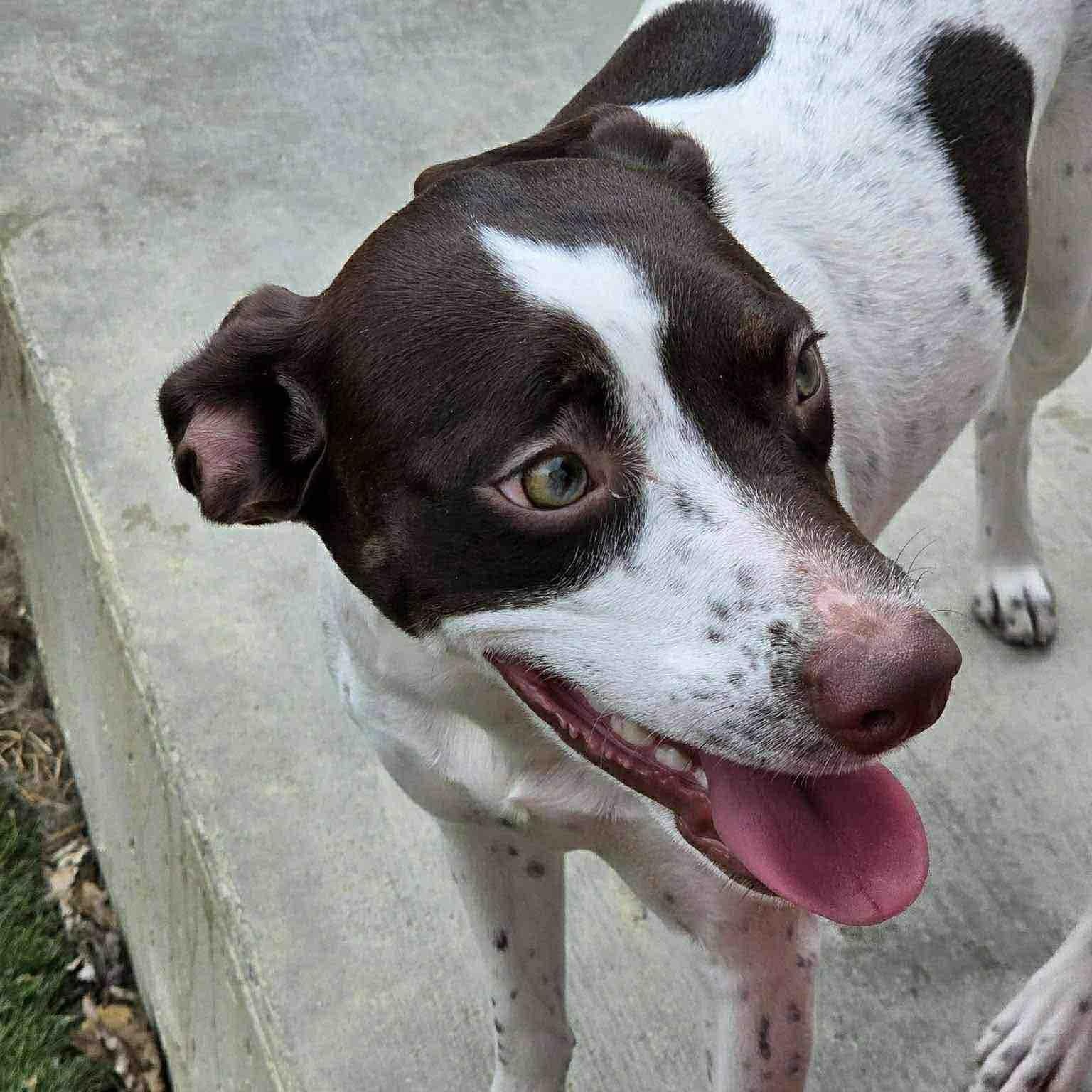 Enlarge Gillian, an adoptable mixed breed in Washington, PA image 5/5