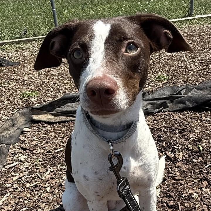 Enlarge Gillian, an adoptable mixed breed in Washington, PA image 3/5