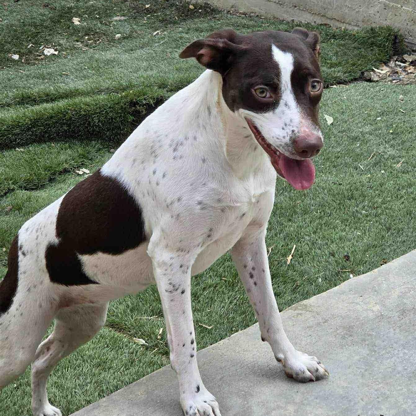 Enlarge Gillian, an adoptable mixed breed in Washington, PA image 4/5