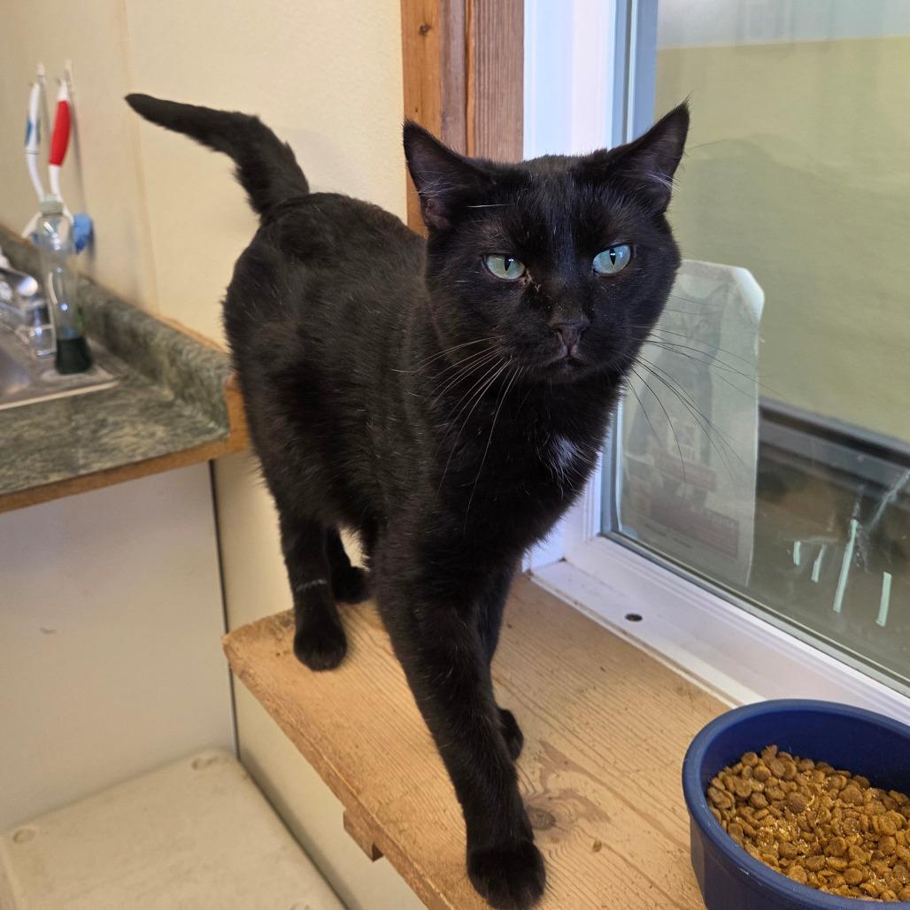 Enlarge Spook, a Adoptable Domestic Short Hair in Pontiac, IL image 1/4