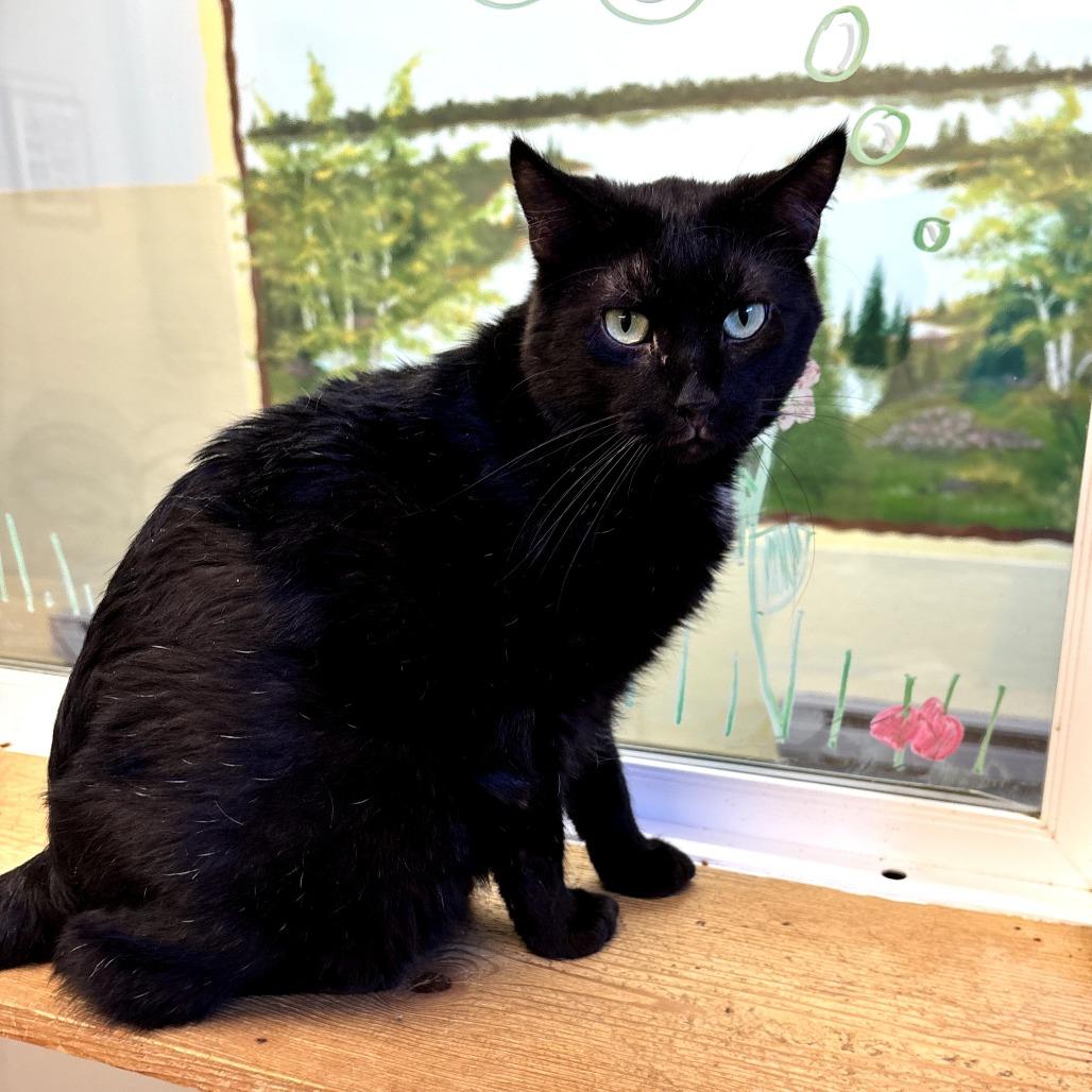 Enlarge Spook, a Adoptable Domestic Short Hair in Pontiac, IL image 2/4