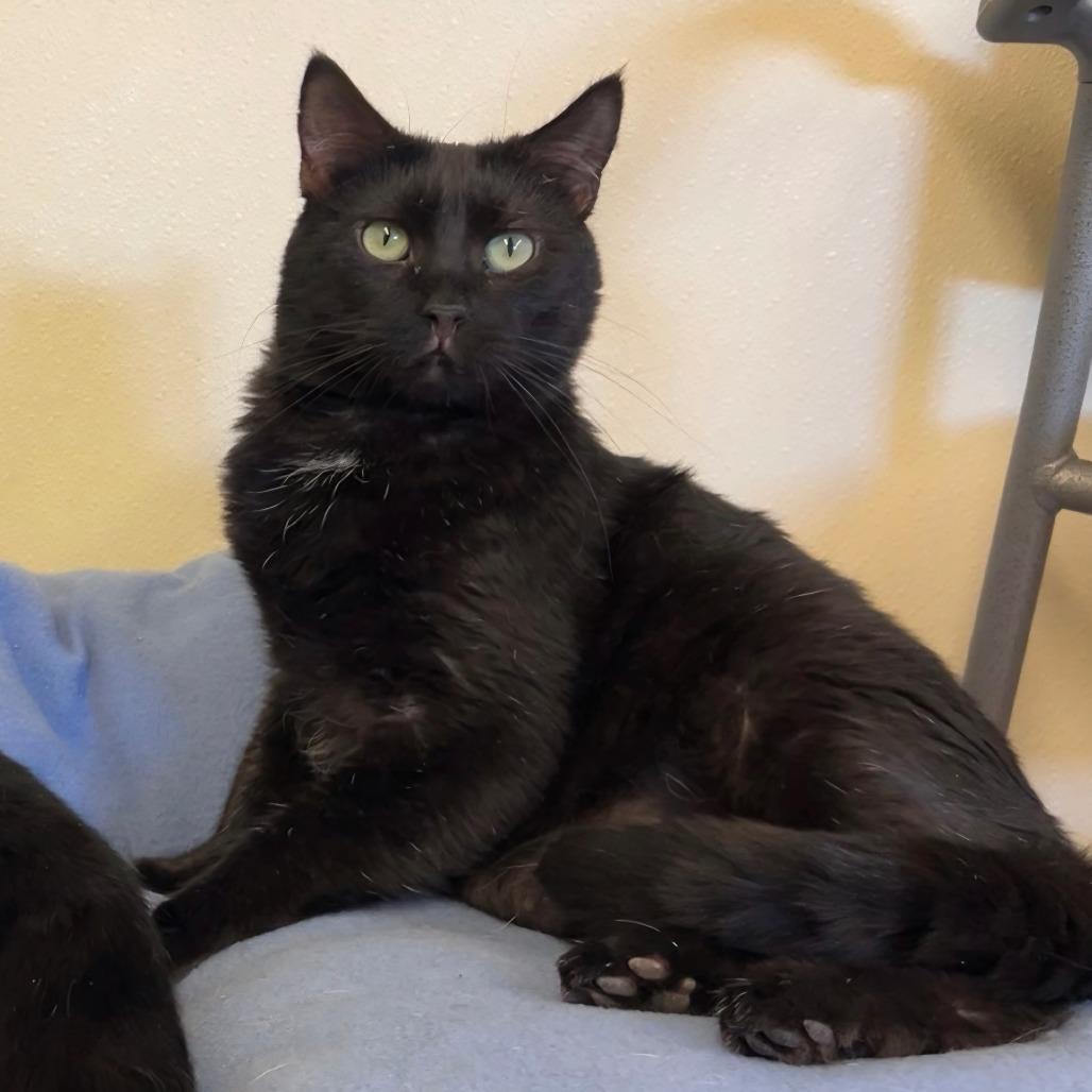 Enlarge Spook, a Adoptable Domestic Short Hair in Pontiac, IL image 3/4