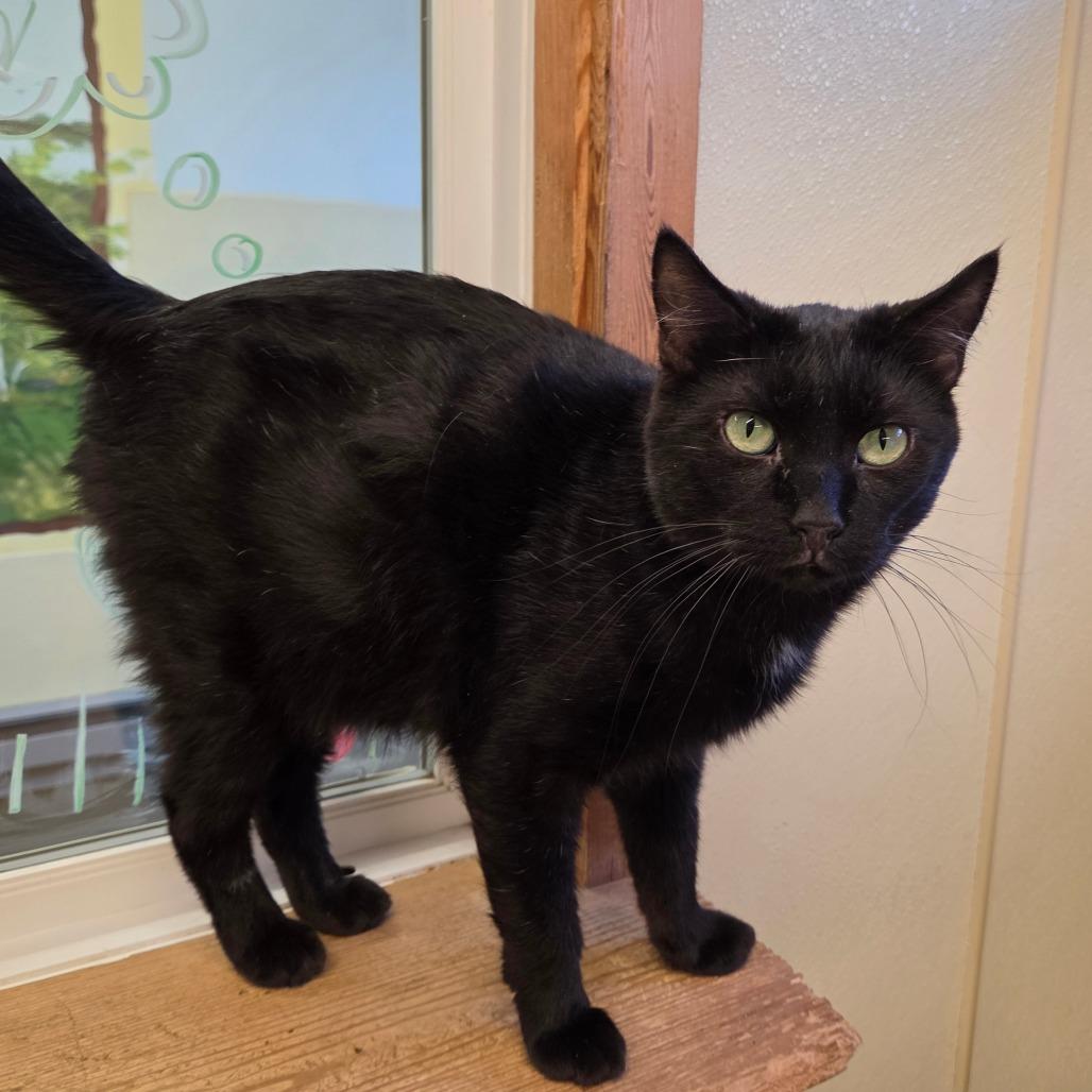 Enlarge Spook, a Adoptable Domestic Short Hair in Pontiac, IL image 4/4