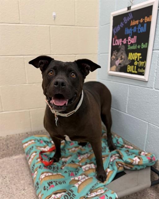 MABLE, Adoptable, Adult Female Pit Bull Terrier & Mixed Breed.