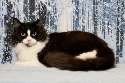 Sycamore thumbnail 2