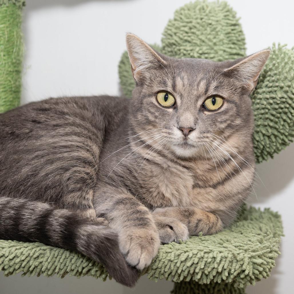 Enlarge Tina, a Adoptable Domestic Short Hair in Long Beach, CA image 3/3