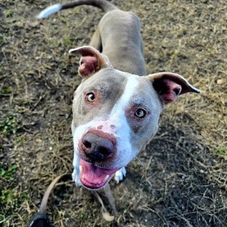 Enlarge Boosie, a Adoptable mixed breed in Ocala, FL image 3/4