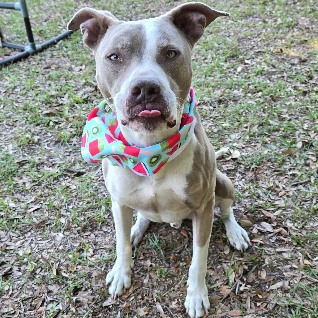 Enlarge Boosie, a Adoptable mixed breed in Ocala, FL image 4/4