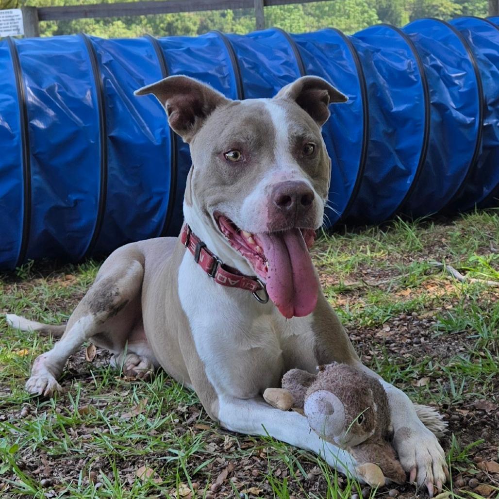 Boosie, Adoptable, Adult Male American Bulldog.